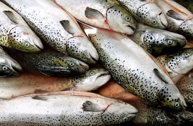 Chile dự báo khả quan cho ngành kinh doanh cá hồi